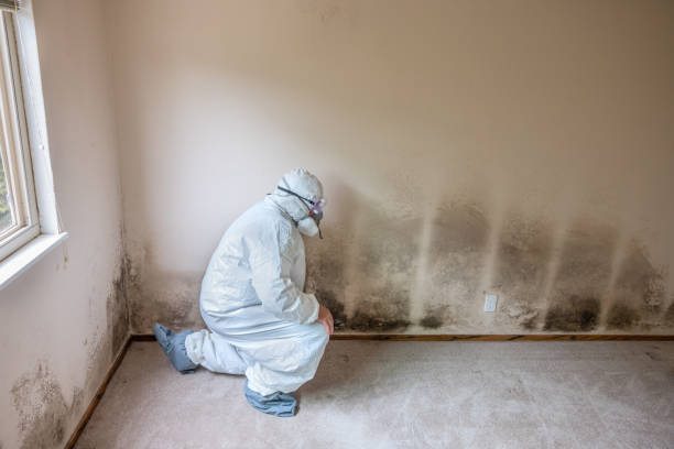 Best Black Mold Removal  in Newton, NJ